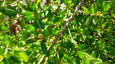 Melonguane sahillerinde yetişen çeşitli çiçek türleri