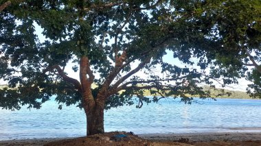 Melonguane kıyısında yetişen çeşitli ağaçlar.