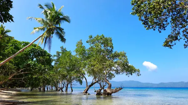 Melonguane Kıyısında Yetişen Mangrove Ormanları — Stok fotoğraf