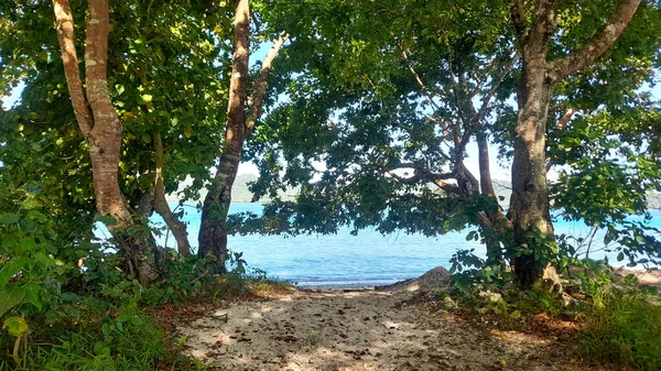 Несколько Видов Деревьев Растущих Побережье Мелонгуана — стоковое фото