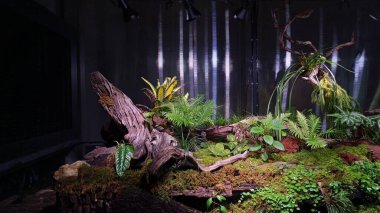 Yapay tropikal yağmur ormanları büyük bir akvaryumda