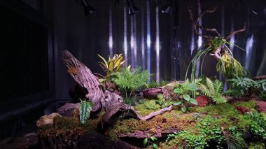 Yapay tropikal yağmur ormanları büyük bir akvaryumda