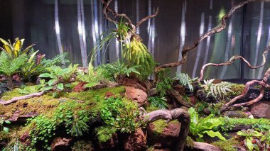 Yapay tropikal yağmur ormanları büyük bir akvaryumda