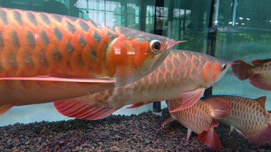 Cibinong, Indoensia - 13 Agustus 2023: Genişleme akvaryumunda sürüsü olan süper kırmızı arowana balığı