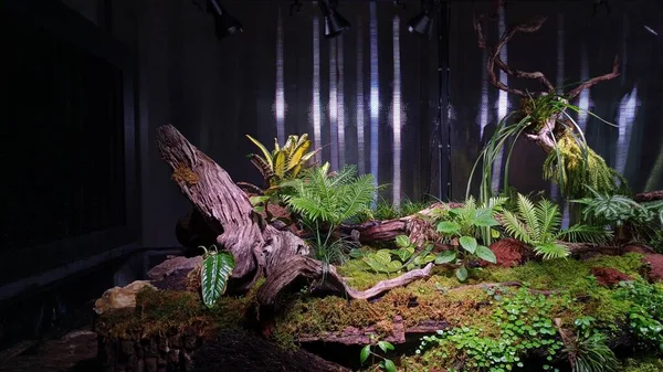 Yapay tropikal yağmur ormanları büyük bir akvaryumda