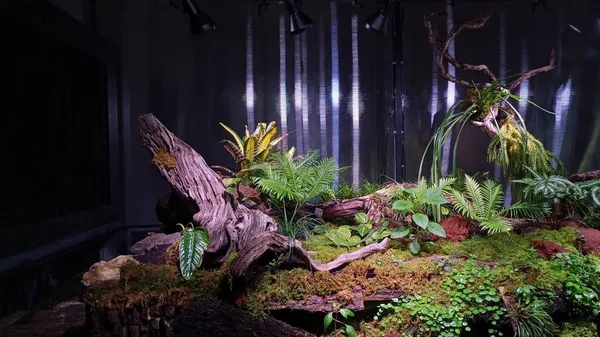 Yapay tropikal yağmur ormanları büyük bir akvaryumda