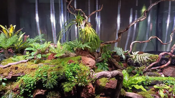 Yapay tropikal yağmur ormanları büyük bir akvaryumda