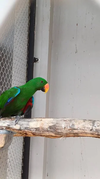 Bogor Agustus 2023 Papagáj Ültetett Vasketrecben Cibinong Animaluim Túra — Stock Fotó