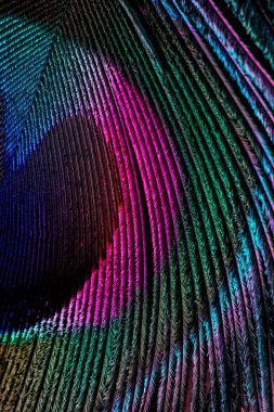 Tavus kuşu tüyü arka planı. Tüyün yakın çekimi.