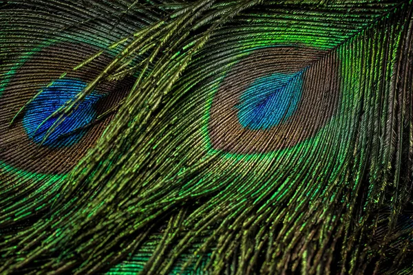 Peacock feather background. Closeup of feather.