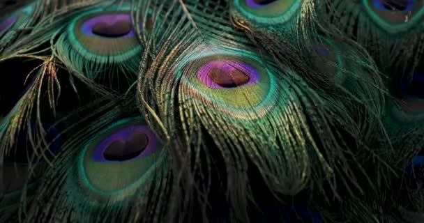 Peacock Feather Background Closeup — Stock Video