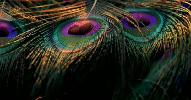 Peacock Feather Background Closeup — Stock Video