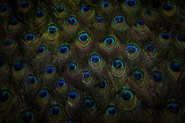 Tavus kuşu tüyü arka planı. Kusursuz desen.