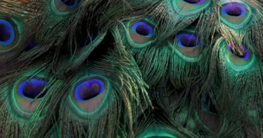 Tavus kuşu tüyü arkaplan, yakın plan.