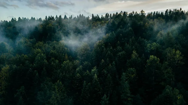 Güzel bir dağ manzarası. Bieszczady Dağları, Polonya.