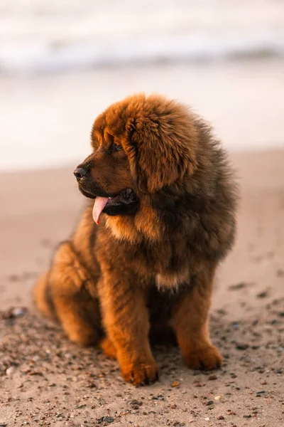 Chiwa Rood Tibetaanse Mastiff Puppy Het Strand — Stockfoto