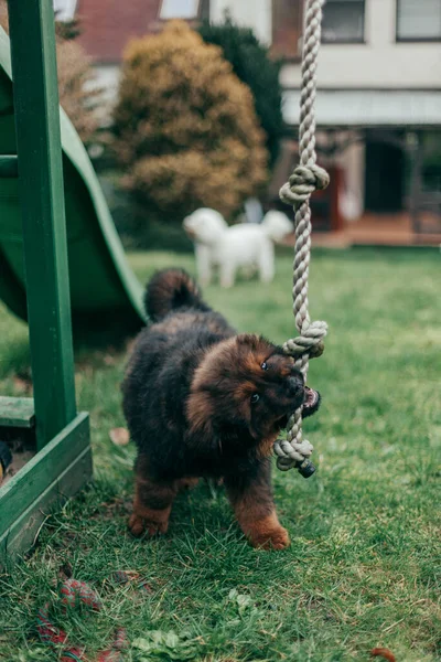 Tibetli Yavru Köpek Mastiff Maltese Arka Bahçede Oynuyorlar — Stok fotoğraf
