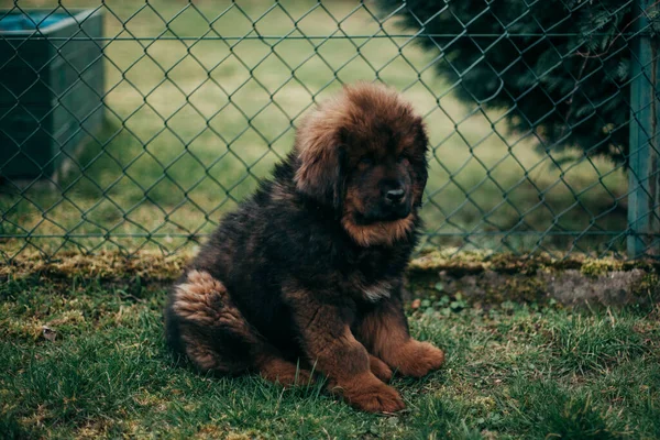 Tibetli Köpecik Arka Bahçede Mastiff — Stok fotoğraf