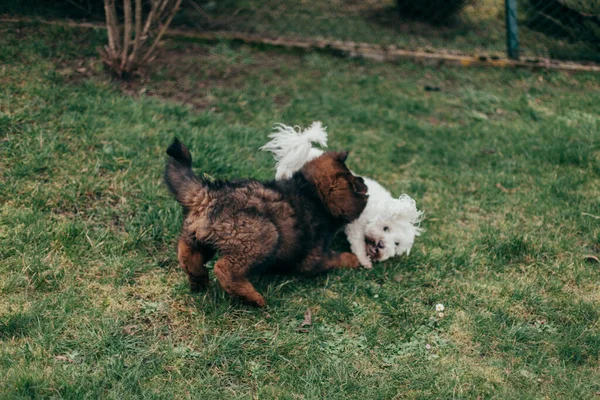 Puppy Tibetan Mastiff Maltese Playing Back Garden — Stock Photo, Image