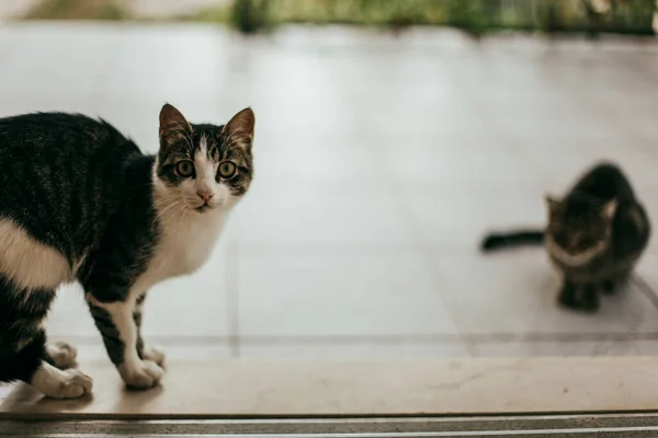 아티아 줄리아나의 고양이 — 스톡 사진