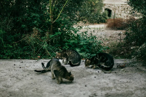 Wild Cats Zuljana Croatia — Stock Photo, Image