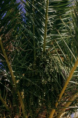 Ağaçta palmiye ağaçları, Sreser ve Hırvatistan.