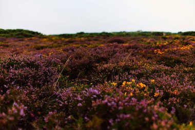 Howth, Dublin, İrlanda 'da bulutlu bir gün. Yaya yürüyüşü.