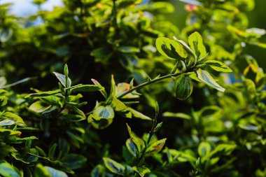 Baharın başında bahçemde güzel bir triphelyum. Yağmurlu bir günde sarı-yeşil yapraklı, bakımlı bir çalı..