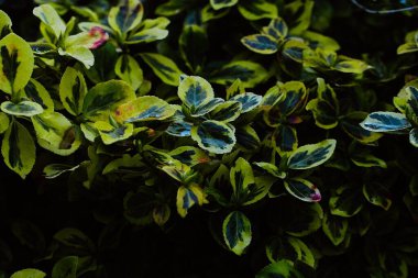 Baharın başında bahçemde güzel bir triphelyum. Yağmurlu bir günde sarı-yeşil yapraklı, bakımlı bir çalı..