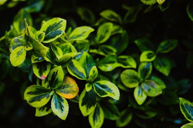 Baharın başında bahçemde güzel bir triphelyum. Yağmurlu bir günde sarı-yeşil yapraklı, bakımlı bir çalı..
