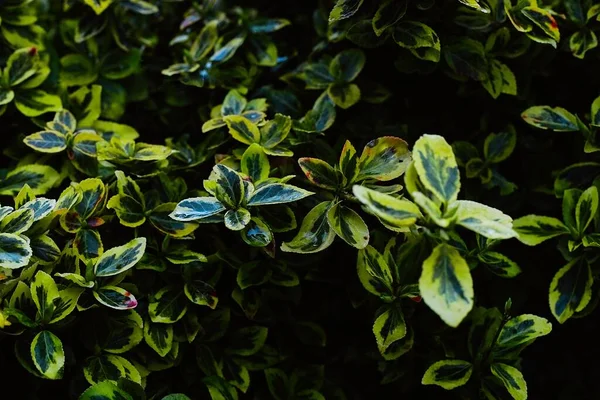 stock image A beautiful triphelium in my garden at the beginning of spring. A well-groomed bush with yellow-green leaves on a rainy day.