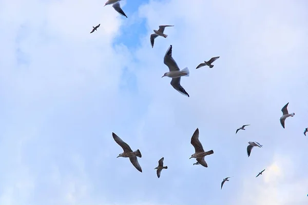ポーランドのコロブログの灯台のそばを飛ぶカモメの群れ — ストック写真