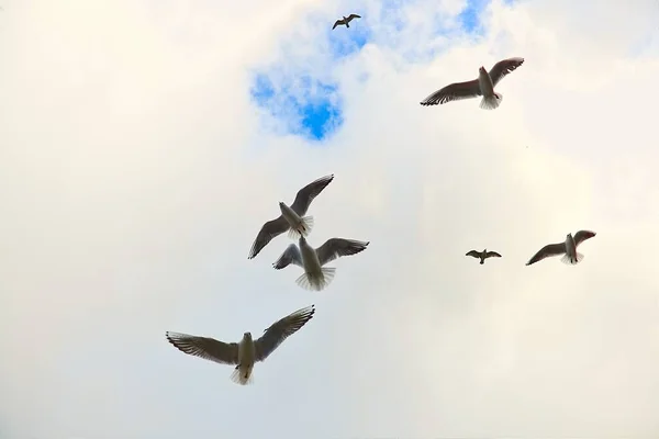 Ένα Σμήνος Από Γλάρους Που Πετούν Κοντά Στο Φάρο Στο — Φωτογραφία Αρχείου