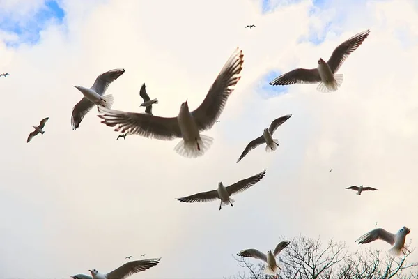 Flock Seagulls Flying Lighthouse Kolobrzeg Poland — Stock Photo, Image