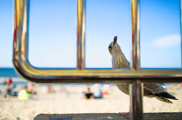 Seagull Sitting Promenade Kolobrzeg Coastal City Poland — Stock Photo, Image