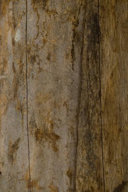 Bir parça çiğ ve kesilmiş odun..