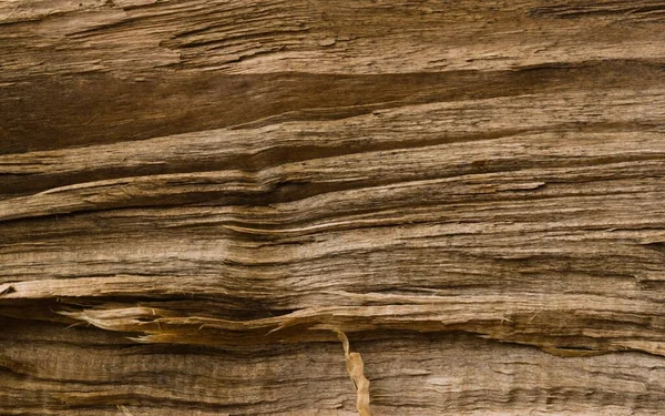 Piece Raw Chopped Wood — Stock Photo, Image