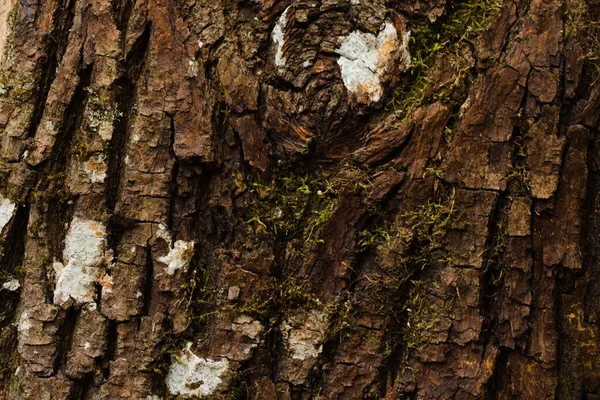 Struktura Kusu Čerstvé Kůry Javorového Dřeva — Stock fotografie