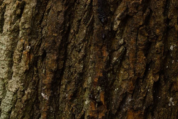 一片新鲜枫木树皮的质地 — 图库照片