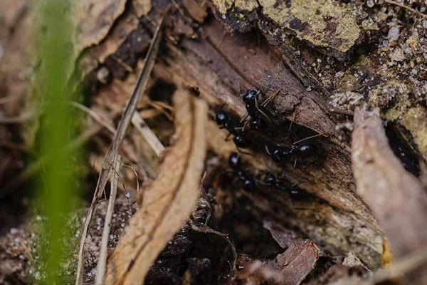 Czarne Mrówki Spacerujące Starym Pniu Drzewa Lesie — Zdjęcie stockowe