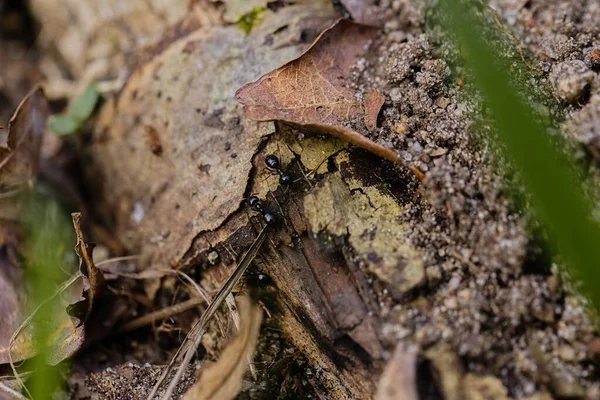 stock image Black ants walking on an old tree trunk in the forest.