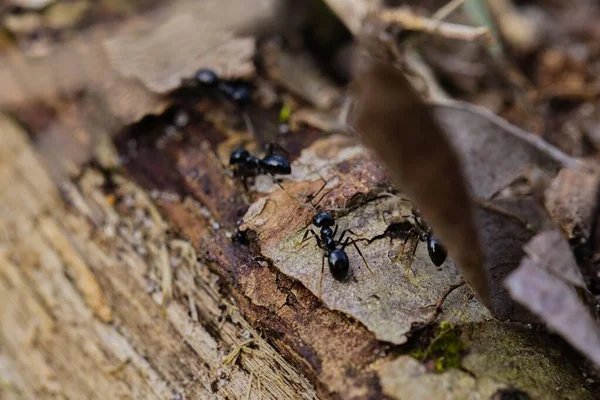 Fekete Hangyák Sétálnak Egy Öreg Fatörzsön Erdőben — Stock Fotó