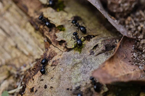 Zwarte Mieren Lopen Een Oude Boomstam Het Bos — Stockfoto