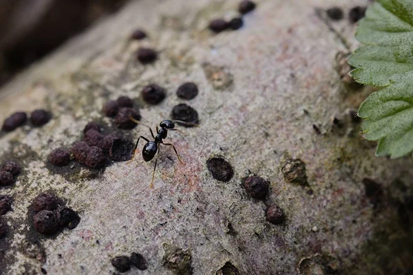 Schwarze Ameisen Auf Einem Alten Baumstamm Wald — Stockfoto