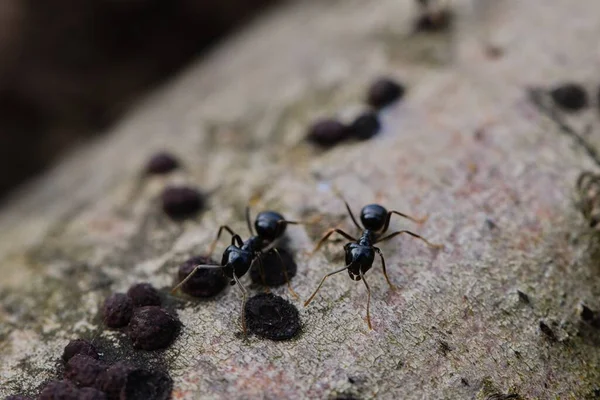 Schwarze Ameisen Auf Einem Alten Baumstamm Wald — Stockfoto