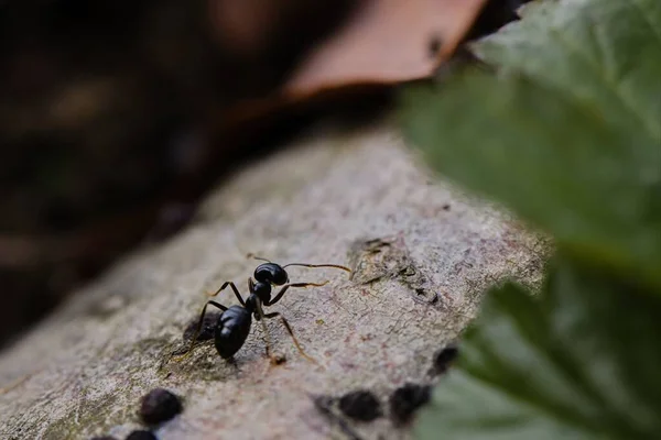 Hormigas Negras Caminando Sobre Viejo Tronco Árbol Bosque — Foto de Stock