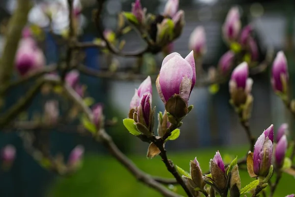 Blooming Magnolia Tree Garden — Stock Photo, Image