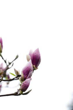 Bahçede çiçek açan manolya ağacı.