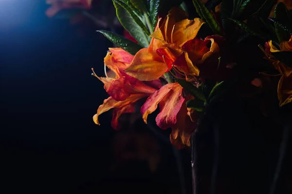 Virágzó Azálea Bokor Éjjel Azálea Virágok Fekete Háttérrel Koszalin Lengyelország — Stock Fotó