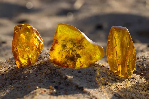 Few Natural Polished Baltic Ambers Sandy Beach Rays Setting Sun Stock Picture